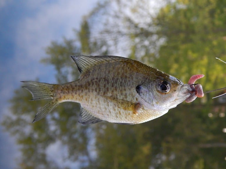 Top 10 Fish Species in Lake Erie