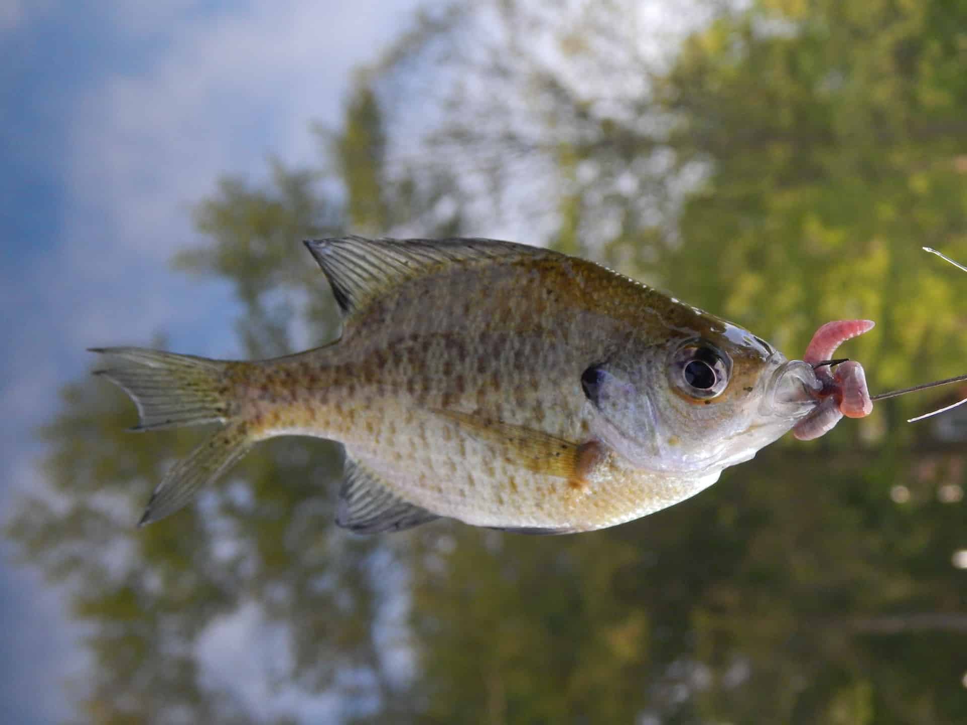 Fish Species In Lake Erie