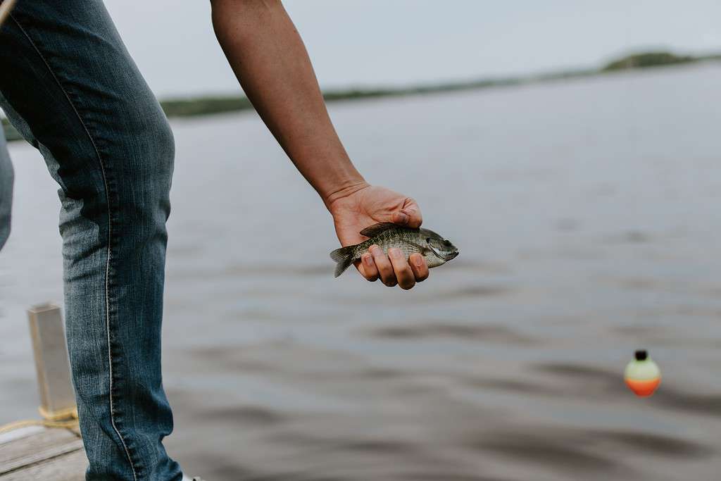 Catch-And-Release Fishing In Lake Erie, Ohio