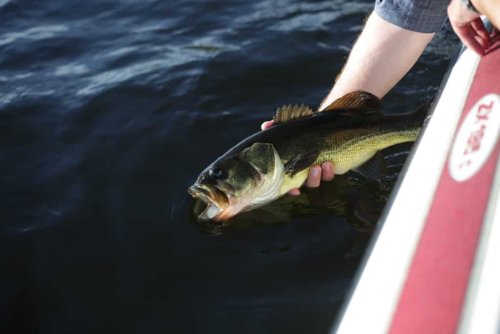 Fish Species In Lake Erie, Ohio